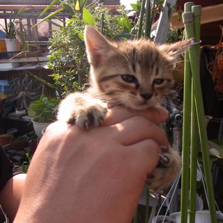 かわいいネコちゃん