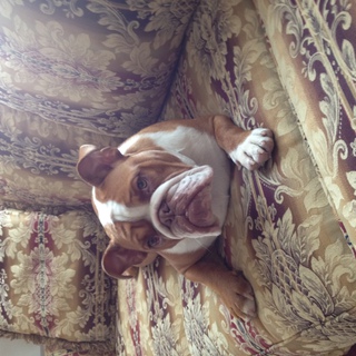 大切にしてくださる方募集