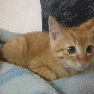 無事里親が決定いたしました