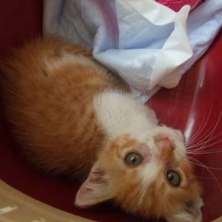 元気になったおチビちゃん