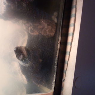 ゼニガメの里親様募集