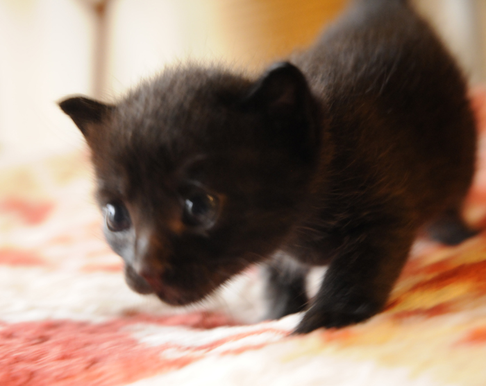 真っ黒の女の子です。 サムネイル2