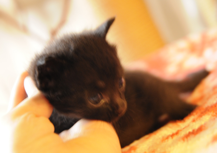 真っ黒の女の子です。 サムネイル3