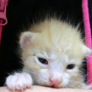 至急・まだ小さな子猫です