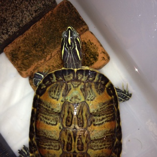 レッドベリータートルの里親を探しています！