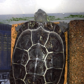 ゼニガメの里親を募集しています！