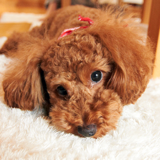 2歳、元気いっぱいのトイプードルです。