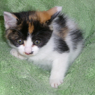 山形近県の方、お願いします。