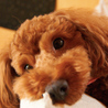 2歳、元気いっぱいのトイプードルです。 サムネイル2