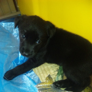 6月1日生まれの雑種です。