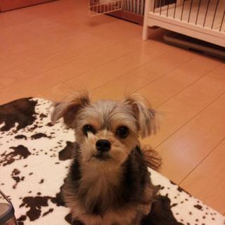 飼い主を探しています。【一時募集中止】