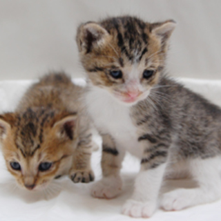 応募多数のため一時募集を休止します