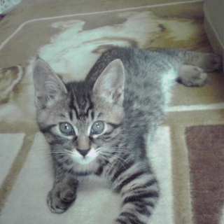 元気な男の子です！