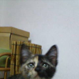 小粒な女の子です。