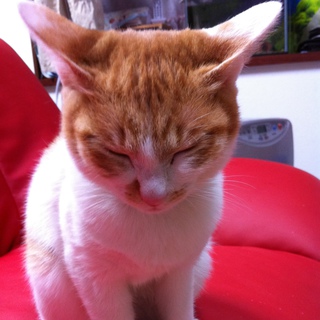 元気な女の子です！もらってください！