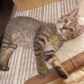 【情報更新(7/7)】仔猫2匹を保護しました