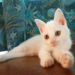 【情報更新(7/7)】仔猫2匹を保護しました