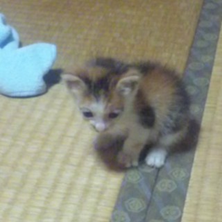 子猫の里親を探しています