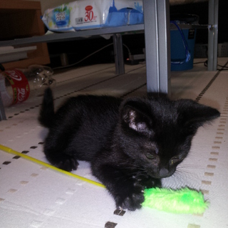 黒猫　生後40～50日