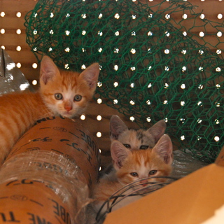 子猫たちを飼っていただける方　急募！