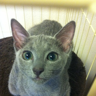 ペットショップ「コジマ」で購入。至急里親募集中