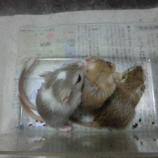 カラージャービル(スナネズミ）