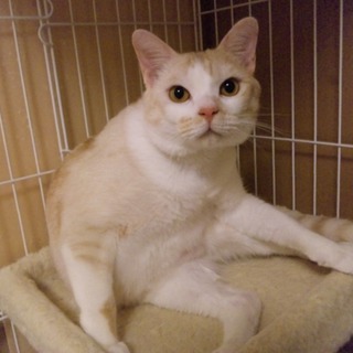 とても素敵な里親様が見つかりました。ありがとうございます。