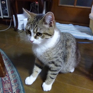 とにかく元気な子です