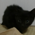 黒猫　兄妹　生後１ヶ月半