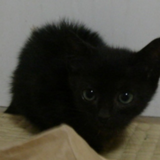 黒猫　兄妹　生後１ヶ月半