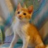 性格goodな仔猫（オス）の家族を探しています サムネイル2