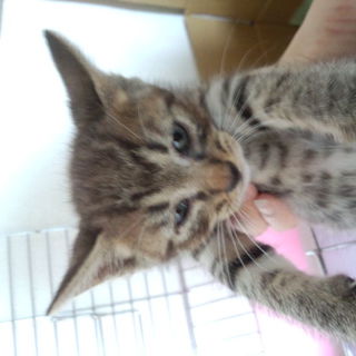子猫わ可愛がって下さる方★