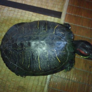 26センチのミドリガメです。