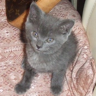 子猫の里親を募集してます