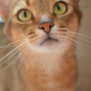 アビシニアン3歳雄　２匹同時にもらってくれる方募集します。