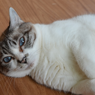 雑種９歳メス　2匹同時にもらってくれる方募集します。