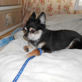 最後まで愛情持って飼ってくれる方よろしくお願いします。