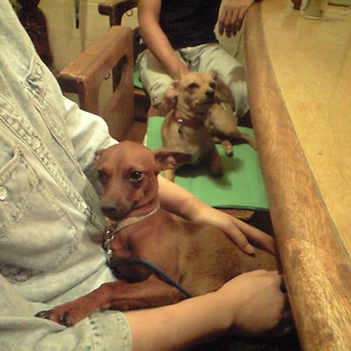 ミニチュアピンシャー女の子♪