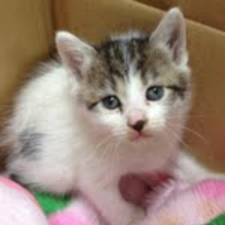 里親募集!!　生後3週間の子猫