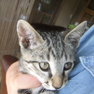 人懐っこい子猫です☆