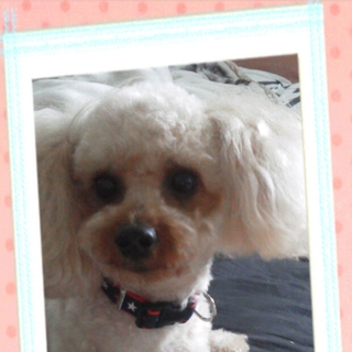 大事にして頂ける方お願いします。