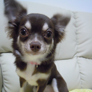 生後８か月です。新しいご家族探しています。