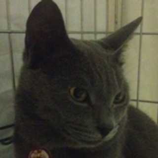 ～ただいまトライアル中～ロシアンブルーのようなケイジ君