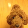トイプードル　６ヶ月　３キロ前後 サムネイル2