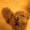 トイプードル　６ヶ月　３キロ前後 サムネイル3