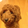 トイプードル　６ヶ月　３キロ前後 サムネイル4