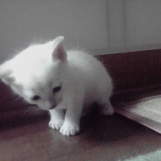 かわいい子猫産まれました。もらってください。