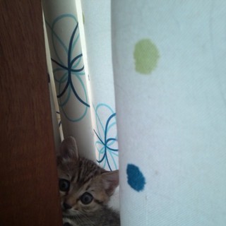 目のパッチリした女の子です