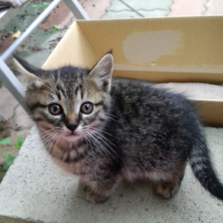 元気な４にゃん子猫の一匹です！