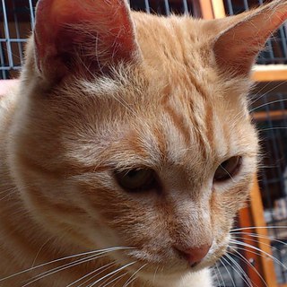 ぽやぽやとした癒し系の男の子です。